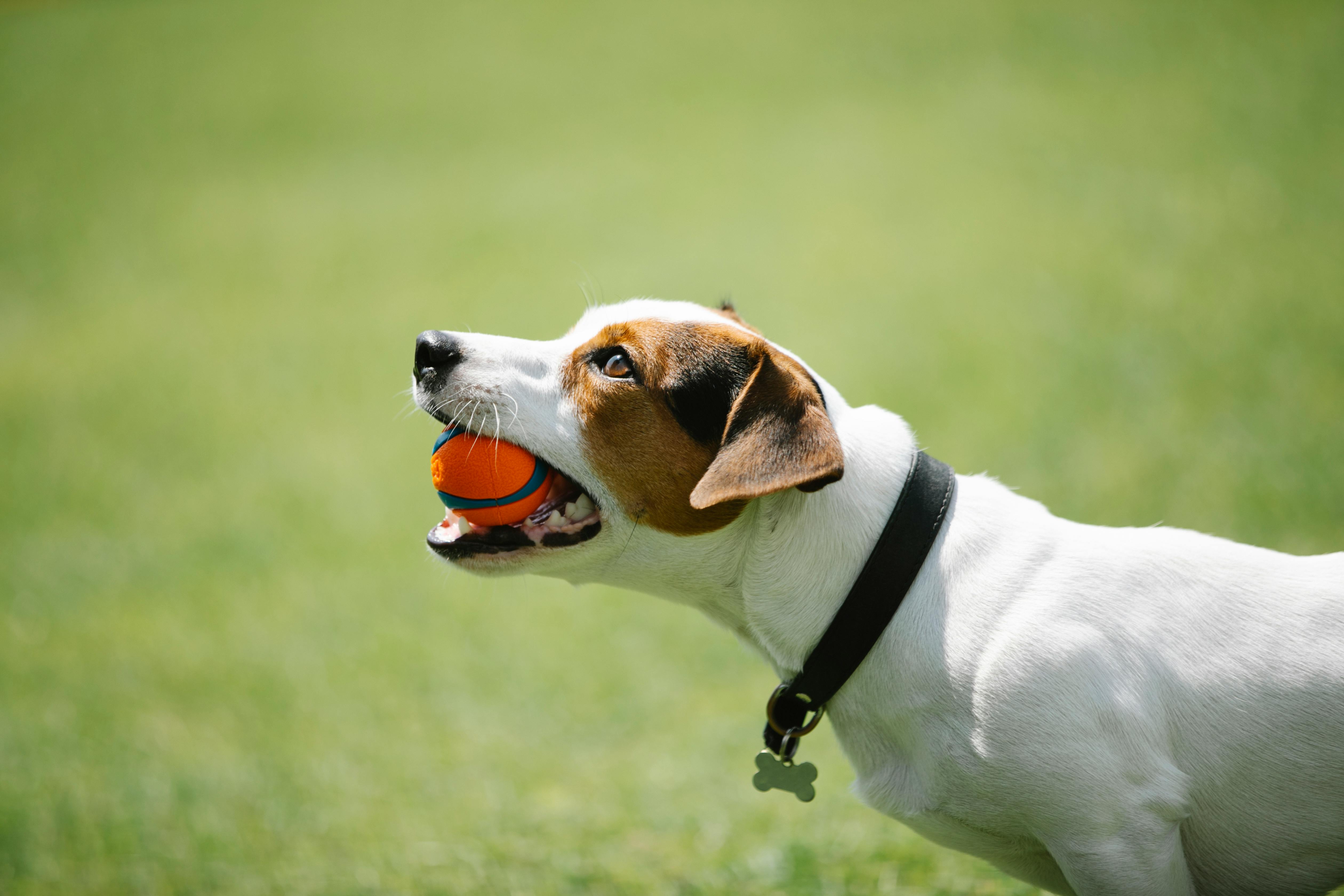 Professional Dog Obedience Training