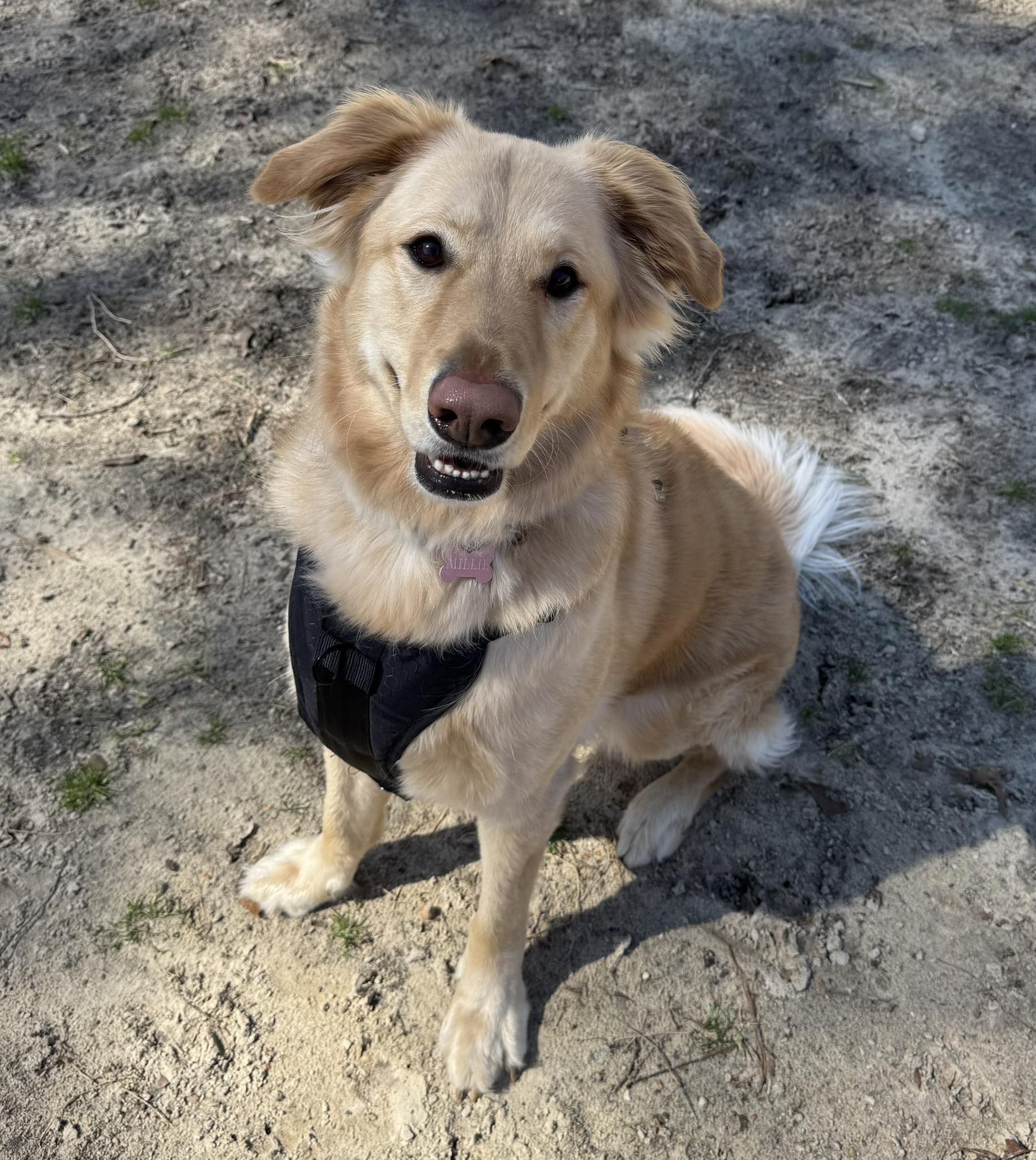 Off-Leash Training