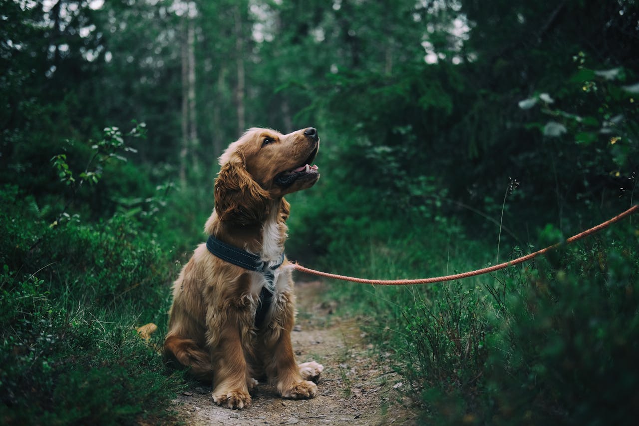 Crate Training Made Easy - Your Dog's Happy Place