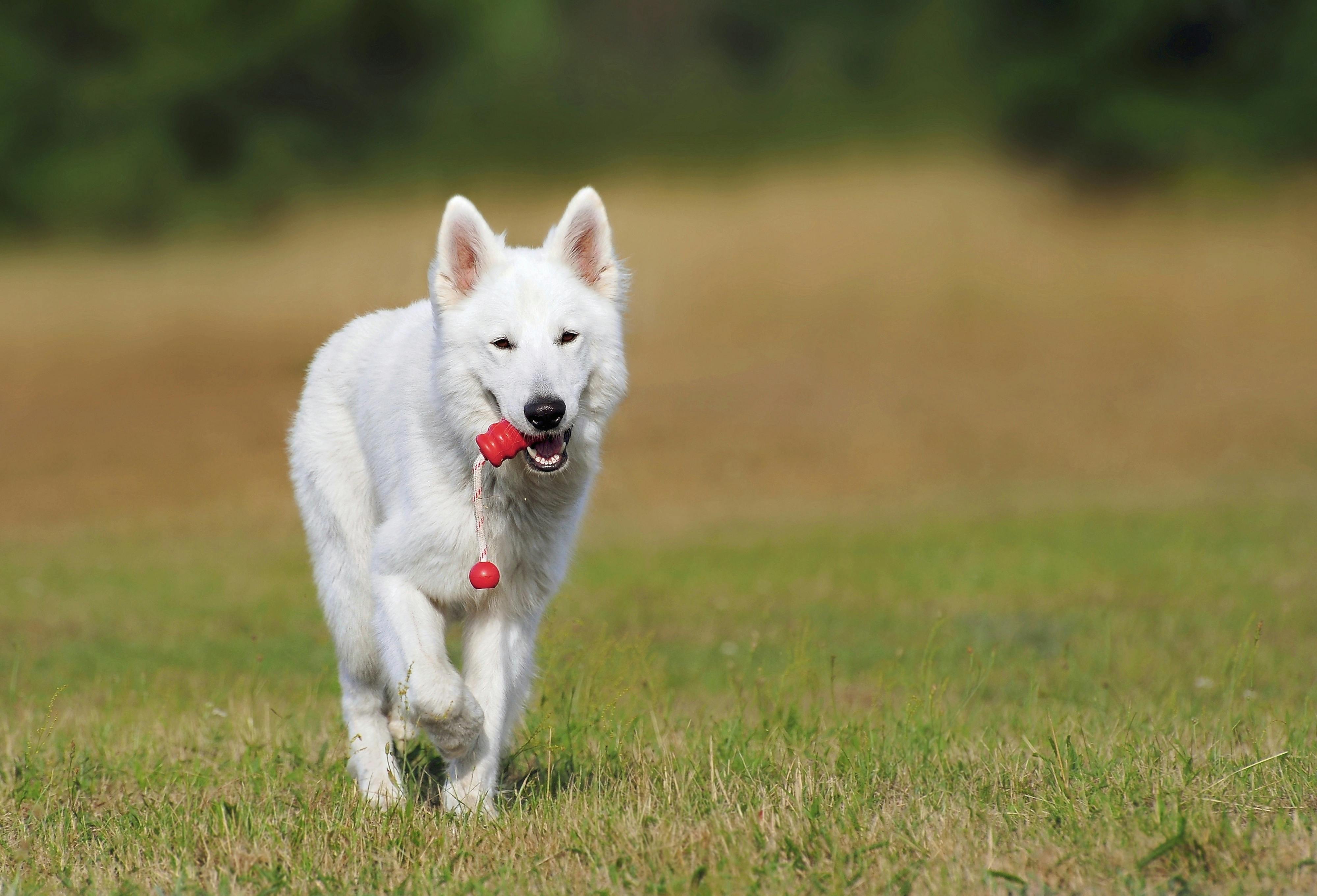 How Behavior Modification Can Transform Your Dog