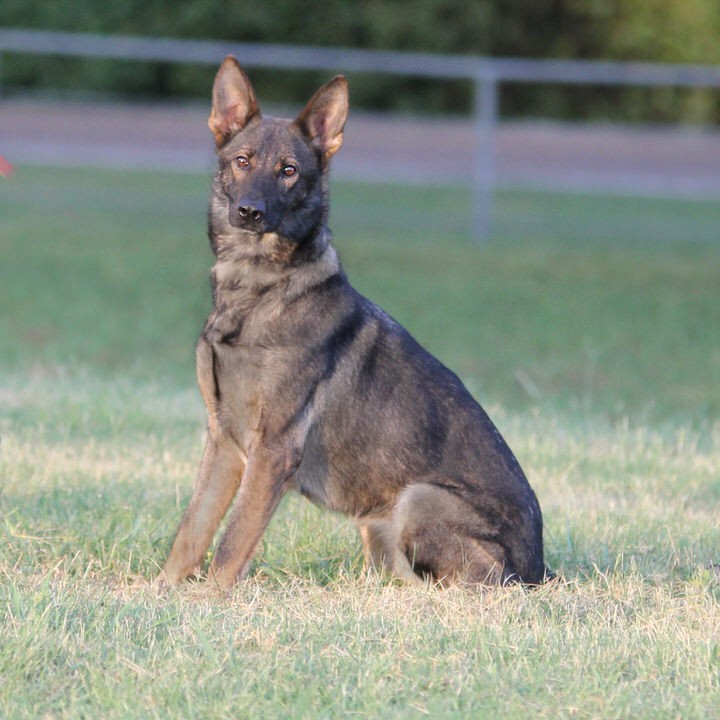 We are Liberty K-9